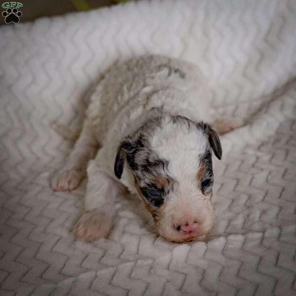 Tristan, Mini Bernedoodle Puppy